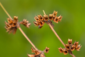 Close-up of a beautiful flower  with bokeh defocused lights