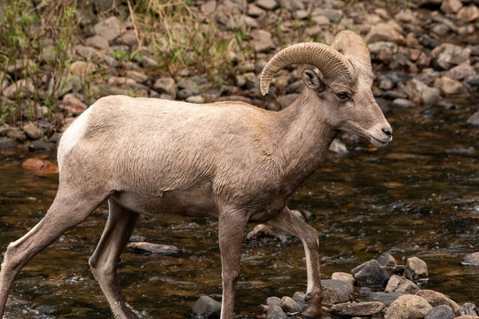 Bighorn sheep crossing river
