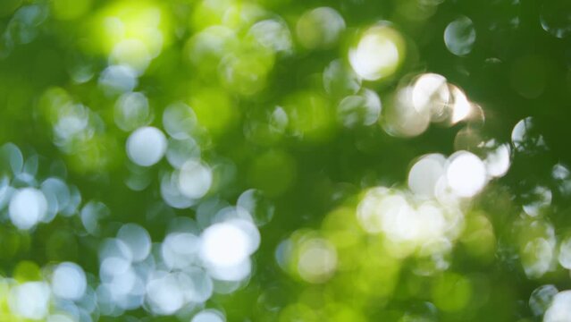 Abstract green bokeh background. Green bokeh from trees. Out of focus. Sunlight and sunflare. Blur.