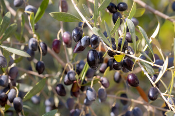 Ripe olives hanging on olive tree branch