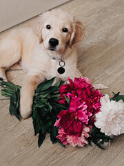 golden retriever puppy lies with a bouquet of flowers. romantic holiday