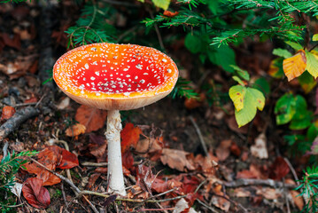 Fly agaric Amanita muscaria mushroom and green leaves against brown foliage, closeup