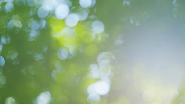Abstract green bokeh background. Green bokeh from trees. Out of focus. Sunlight and sunflare. Blur.