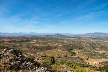 View of large extensions of olive cultivation between hills and mountains from the viewpoint of Atalaya de Deifontes (Granada, Spain) on a sunny day