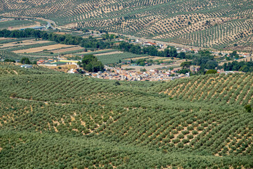 View of some houses of the Granada town of Deifontes (Spain) between fields of olive trees on a sunny day