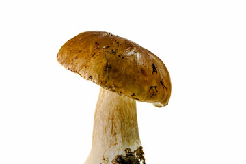Boletus edulis mushroom on a white background, isolated, close up view, mushroom cap 