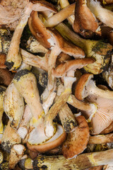 Harvested Armillaria mushrooms in a saucepan,
close up view. 
