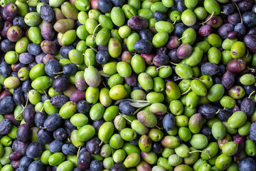 Green and black olives with leaves texture background, italian harvest