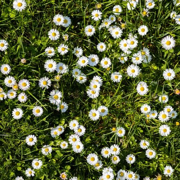Top view of a lush green grassland filled with daisies - great for wallpapers