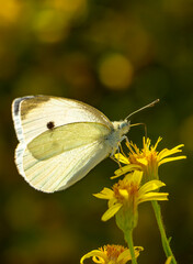 Macro shots, Beautiful nature scene. Closeup beautiful butterfly sitting on the flower in a summer garden.

