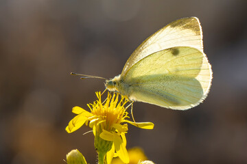 Macro shots, Beautiful nature scene. Closeup beautiful butterfly sitting on the flower in a summer garden.

