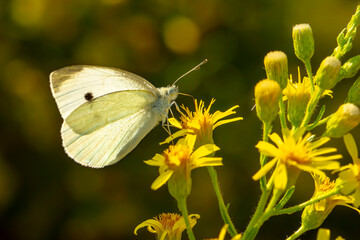 Macro shots, Beautiful nature scene. Closeup beautiful butterfly sitting on the flower in a summer garden.

