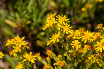 Sticky aster yellow flowers - Latin name - Dittrichia viscosa