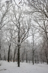 Fototapeta na wymiar Winter park, landscape, snowy forest. Winter.