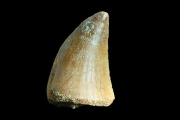 Mosasaurus Tooth
