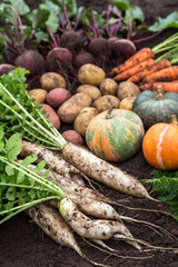 Autumn harvest of fresh raw carrot, beetroot, pumpkin, daikon white radish and potato on soil ground in garden. Harvesting dirty organic fall vegetable
