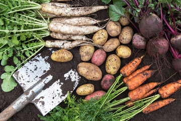 Autumn vegetable background. Harvest of fresh raw carrot, beetroot, daikon white radish and potato...