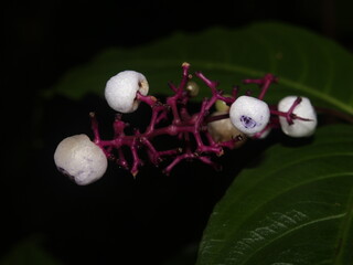 White fruits of Palicourea deflexa (Rubiaceae)