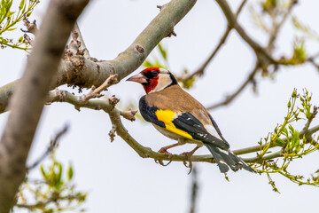 Goldfinch sitting on a tree branch