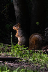 Fox Squirrel Sitting Very Still Highlighted by the Fall Sun