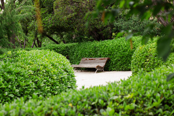 Wooden bench for relaxing in a botanical garden among lush green vegetation, trees, cut bushes, shrubs on a spring or summer day. Gardening, landscaping nature concept. Green zone, area without people
