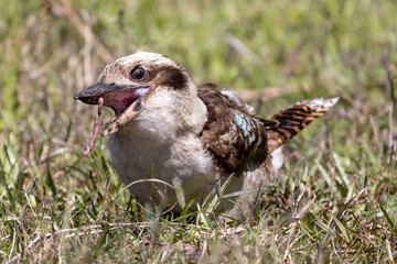 Laughing Kookaburra feeding on worm