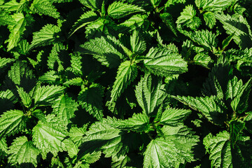 Wild growing nettle background. Green herb texture. Medicinal healthy leaves. Nettle leaf. Vibrant color outdoor garden pattern. Healthy herbal tea plant.