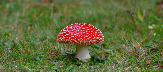 Forest Mushroom

