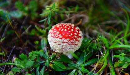 Red Mushroom
