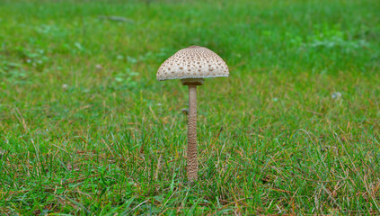 Forest Mushroom

