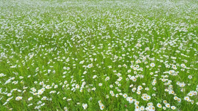 White blooming chamomile flowers summer field meadow. Beautiful flower sways in the wind on a sunny day. Wide shot.