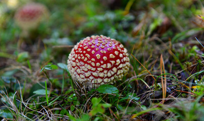 Wild Spotted Mushroom
