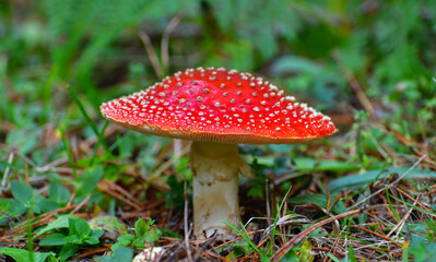 Red Poison Mushroom
