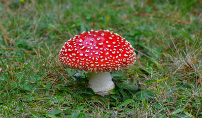 Red Spotted Mushroom
