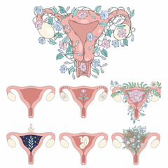Uterus. Set of vector illustrations for stickers, covers and design - 540346092