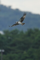 osprey in flight