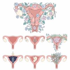 Uterus. Set of vector illustrations for stickers and design - 540346205
