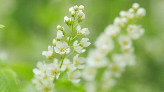 White flower with green leaves, prunus padus. Spring nature background. Slow motion.