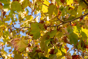 Sky filter with beautiful autumn maple leaves, viewed from bottom angle.