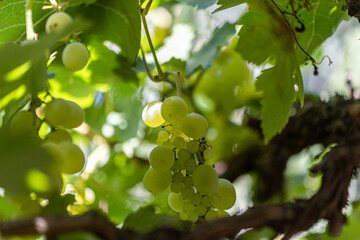 Harvest period of vineyards, which are important in agricultural production