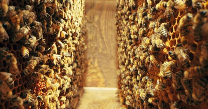 Close up shot selective focus super macro of bees on honey comb. Bees colony in beehives. Organic beekeeping natural products. Wax cells close up.