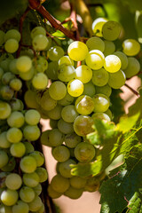 Harvest period of vineyards, which are important in agricultural production
