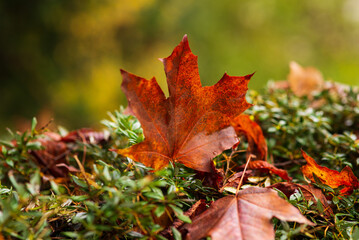 fallen autumn orange maple leaf on a green bush on day