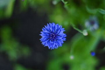 Cornflower flowers top view on nature background. Selective focus.