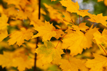Naklejka na ściany i meble autumn tree with orange maple leaf on branches on day
