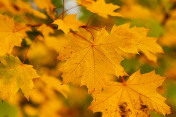 Naklejka na ściany i meble autumn tree with orange maple leaf on branches