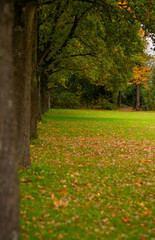 autumn park with green grass in the meadow and trees