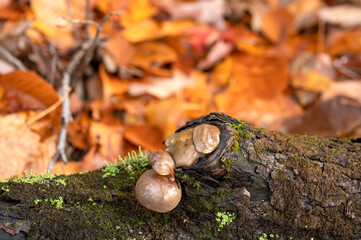 Mushrooms squeeze out from a fallen tree with lovely fall colored leaves in the background. Algonquin Provincial Park, Ontario, Canada.