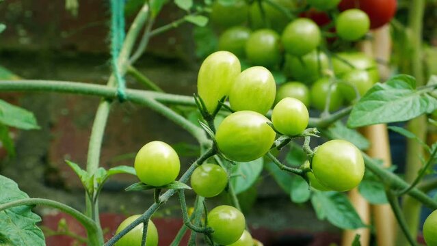 Unripe Green Tomatoes On The Vine
