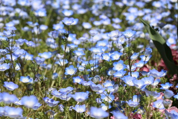火の山公園、トルコチューリップ園、山口県下関市